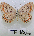  (Polyommatus nr. icarus - McGuire09-TR16)  @11 [ ] Unspecified (default): All Rights Reserved  Unspecified Unspecified