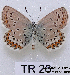  (Plebejus argus - McGuire09-TR26)  @14 [ ] Unspecified (default): All Rights Reserved  Unspecified Unspecified