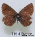  (Polyommatus sp - McGuire09-TR47)  @12 [ ] Unspecified (default): All Rights Reserved  Unspecified Unspecified