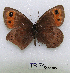  (Erebia aethiops - McGuire09-TR74)  @13 [ ] Unspecified (default): All Rights Reserved  Unspecified Unspecified