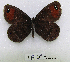  (Erebia hewitsonii - McGuire09-TR91)  @13 [ ] Unspecified (default): All Rights Reserved  Unspecified Unspecified