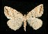  (Thallophaga taylorata - CGWC-0271)  @14 [ ] CreativeCommons - Attribution (2010) Unspecified Centre for Biodiversity Genomics
