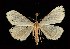  (Phalaenostola metonalis - CGWC-1107)  @14 [ ] CreativeCommons - Attribution (2010) Unspecified Centre for Biodiversity Genomics