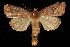  (Diarsia rosaria freemani - CGWC-2046)  @14 [ ] CreativeCommons - Attribution (2010) Unspecified Centre for Biodiversity Genomics