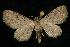  (Eupithecia borealis - CGWC-2514)  @14 [ ] CreativeCommons - Attribution (2010) Unspecified Centre for Biodiversity Genomics