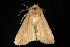  (Leucania anteroclara - CGWC-3593)  @14 [ ] CreativeCommons - Attribution (2010) Unspecified Centre for Biodiversity Genomics