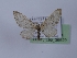  (Eupithecia corroborata - TLMF_Lep_36629)  @11 [ ] CreativeCommons - Attribution Non-Commercial Share-Alike (2023) Peter Huemer Tiroler Landesmuseum