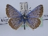  (Polyommatus juldusa - TLMF_Lep_37121)  @11 [ ] CreativeCommons - Attribution Non-Commercial Share-Alike (2023) Peter Huemer Tiroler Landesmuseum