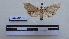  (Neostictoptera lezardensis - LEPANT20-121)  @11 [ ] Copyright (2020) Francis Deknuydt Personal Collection of F. Deknuydt