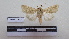  (Heliothis virescens - LEPANT20-129)  @11 [ ] Copyright (2020) Francis Deknuydt Personal Collection of F. Deknuydt