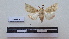  (Heliothis subflexa - LEPANT20-133)  @11 [ ] Copyright (2020) Francis Deknuydt Personal Collection of F. Deknuydt