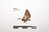  (Metria leucopis - LEPANT20-042)  @11 [ ] Copyright (2020) Nicolas Moulin Research Collection of Nicolas Moulin
