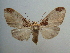  (Ochrodota grisescens - KLM Lep 03907)  @14 [ ] CreativeCommons  Attribution Non-Commercial Share-Alike (2015) Christian Wieser Landesmuseum Kärnten