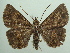  (Phaeoblemma amabilis - KLM Lep 04441)  @14 [ ] CreativeCommons  Attribution Non-Commercial Share-Alike (2015) Christian Wieser Landesmuseum Kärnten