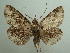  (Peteroma zaleodes - KLM Lep 04445)  @14 [ ] CreativeCommons  Attribution Non-Commercial Share-Alike (2015) Christian Wieser Landesmuseum Kärnten