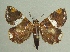  (Eulepidotis perlata - KLM Lep 04522)  @14 [ ] CreativeCommons  Attribution Non-Commercial Share-Alike (2015) Christian Wieser Landesmuseum Kärnten
