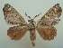  (Pantelodes organabo - KLM Lep 06868)  @15 [ ] CreativeCommons  Attribution Non-Commercial Share-Alike (2017) Christian Wieser Landesmuseum Kärnten