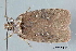  (Agonopterix clemensella - MDOK-4436)  @12 [ ] CreativeCommons - Attribution Non-Commercial No Derivatives (2011) Mark J. Dreiling Unspecified