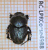  (Euonthophagus amyntas - BC-LPRCorse4988)  @11 [ ] By-SA Creative Common (2020) Julien Touroult Museum national d'Histoire naturelle, Paris