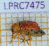  (Cryptocephalus sulphureus - LPRC7475)  @11 [ ] Copyright (2020) Julien Touroult Museum national d'Histoire naturelle