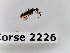  (Tachydromia andreiruizae - BC-LPRCorse2226)  @11 [ ] Copyright (2020) Marc Pollet Museum national d'Histoire naturelle