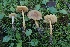  (Marasmius oreades - LPRC7339)  @11 [ ] Copyright (2020) Nicolas Suberbielle Unspecified