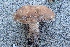  (Agaricus boisseletii - LPRC7366)  @11 [ ] Copyright (2020) Nicolas Suberbielle Unspecified