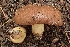  (Suillus collinitus - LPRC7372)  @11 [ ] Copyright (2020) Nicolas Suberbielle Unspecified