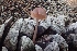  (Mycena seynesii - LPRC7377)  @11 [ ] Copyright (2020) Nicolas Suberbielle Unspecified