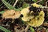  (Gyrodontaceae - LPRC5981)  @11 [ ] Copyright (2020) Nicolas Suberbielle Unspecified