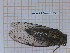  (Cicada orni - BC-LPRCorse1270)  @11 [ ] by-sa - CreativeCommons (2020) Rodolphe Rougerie Muséum National d'Histoire Naturelle