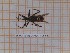  (Rhynocoris rubricus - BC-LPRCorse1276)  @11 [ ] by-sa - CreativeCommons (2020) Rodolphe Rougerie Muséum National d'Histoire Naturelle