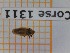  (Tingis auriculata - BC-LPRCorse1311)  @11 [ ] by-sa - CreativeCommons (2020) Rodolphe Rougerie Muséum National d'Histoire Naturelle