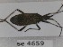 (Dicranocephalus agilis - BC4659)  @11 [ ] Copyright (2020) François Dusoullier Museum national d'Histoire naturelle