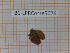  (Agalmatium flavescens - BC-LPRCorse5076)  @11 [ ] by-sa - CreativeCommons (2020) Rodolphe Rougerie Muséum National d'Histoire Naturelle