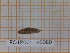 (Eupelix cuspidata - BC-LPRCorse5080)  @11 [ ] by-sa - CreativeCommons (2020) Rodolphe Rougerie Muséum National d'Histoire Naturelle