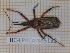  (Rhynocoris erythropus - BC-LPRCorse5122)  @11 [ ] by-sa - CreativeCommons (2020) Rodolphe Rougerie Muséum National d'Histoire Naturelle