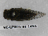  (Cicadetta fangoana - BC-LPRCorse1455)  @11 [ ] Copyright (2019) François Dusoulier Museum national d'Histoire naturelle, Paris