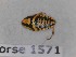  (Capraiellus panzeri - BC-LPRCorse1571)  @11 [ ] Copyright (2020) François Dusoullier Museum national d'Histoire naturelle