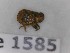 (Hysteropterum tkalcui - BC-LPRCorse1585)  @11 [ ] Copyright (2020) François Dusoullier Museum national d'Histoire naturelle