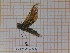  (Libelloides ictericus corsicus - BC-LPRCorse5152)  @11 [ ] CC-by (2023) François Dusoulier Museum national d'Histoire naturelle, Paris