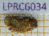 (Latilica maculipes - LPRC6034)  @11 [ ] Copyright (2020) François Dusoullier Museum national d'Histoire naturelle
