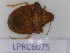  (Peribalus strictus strictus - LPRC6075)  @11 [ ] Copyright (2020) François Dusoullier Museum national d'Histoire naturelle