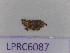  (Conosimus corsicus - LPRC6087)  @11 [ ] Copyright (2020) François Dusoullier Museum national d'Histoire naturelle