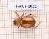 (Cyclocephala tridentata - JT-ANT-1038)  @11 [ ] Creative common (2022) Julien Touroult Museum national d'Histoire naturelle, Paris