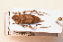  (Anisopodus dominicensis - JT-ANT-823)  @11 [ ] CreativeCommons - Attribution Share-Alike (2022) Unspecified Museum National d'Histoire Naturelle, Paris