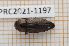 (Sphenoptera gemmata - LPRC2021-1197)  @11 [ ] By-SA Creative Common (2021) Rodolphe Rougerie Museum national d'Histoire naturelle, Paris