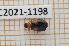  (Lebia scapularis - LPRC2021-1198)  @11 [ ] By-SA Creative Common (2021) Rodolphe Rougerie Museum national d'Histoire naturelle, Paris