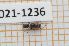  (Brachemys brevipennis - LPRC2021-1236)  @11 [ ] By-SA Creative Common (2021) Rodolphe Rougerie Museum national d'Histoire naturelle, Paris