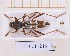  (Isotomus speciosus - JT-EUR-215)  @11 [ ] Creative common (2022) Julien Touroult Museum national d'Histoire naturelle, Paris